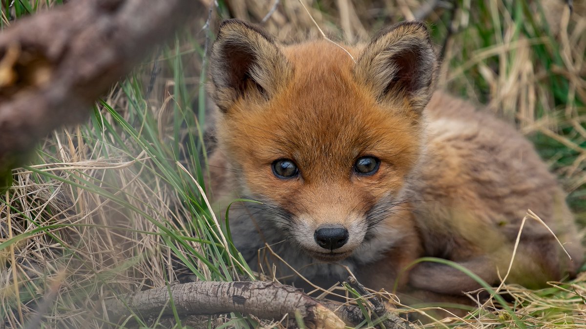 Your reminder that in a few weeks time there will be thousands of people going out to kill fox cubs in what's known as 'cubbing' here in the UK.

It is done to train the hounds on the scent of a fox before the main season.

Please drop us a follow and help us <a href="/ProtectTheWild_/">Protect the Wild</a>