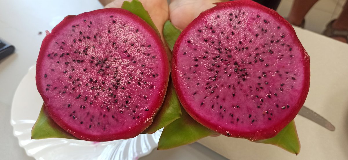 IMIDA_Breeding's tweet photo. Cata de nuevas variedades de #Pitaya en @IMIDA_Breeding 😋 dentro del programa de Mejora Genética de Pitaya del @imida_murcia https://t.co/npm2qxcJnj