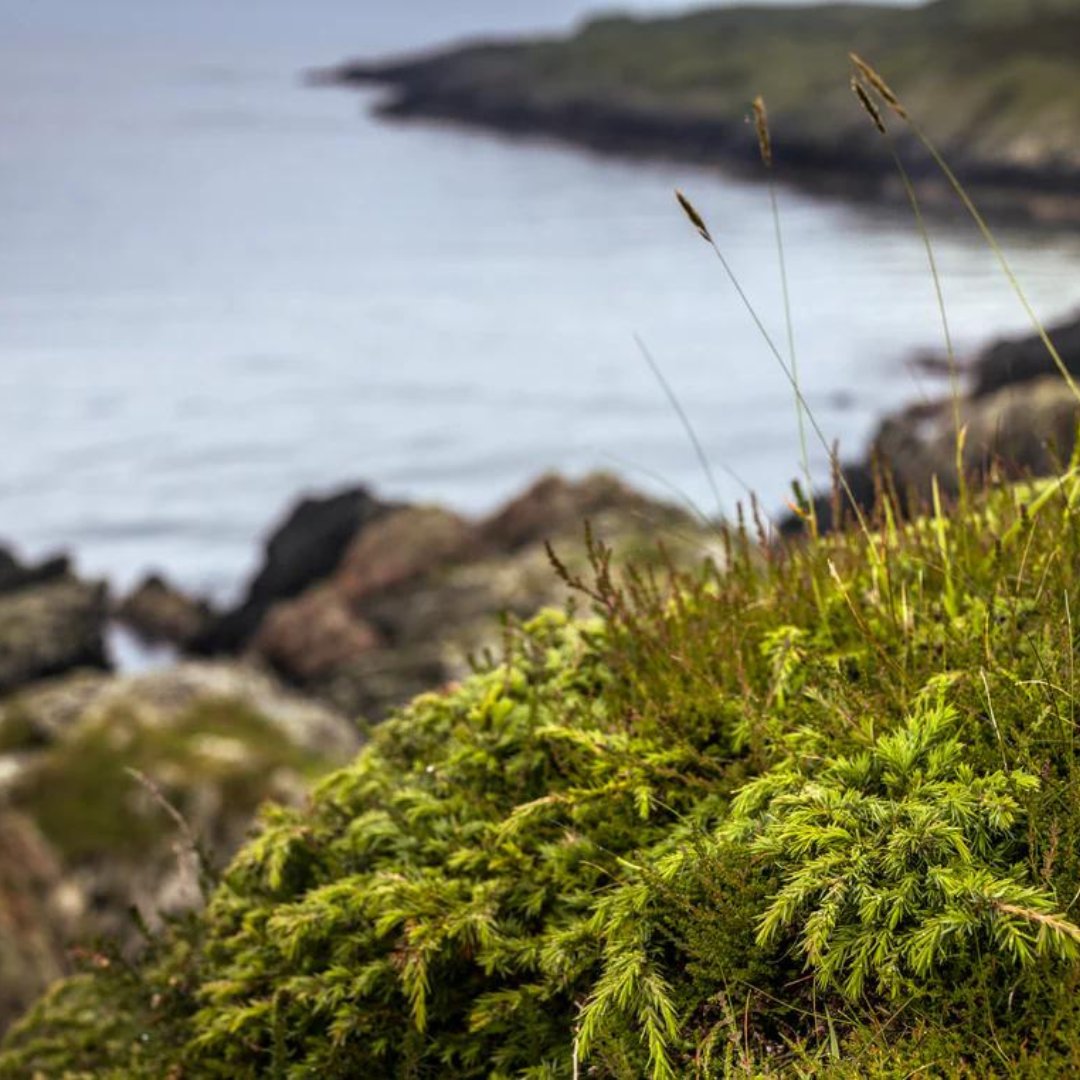 Since The Botanist's inception, we've been keenly aware of Islay's beautiful biodiversity and our responsibility to preserving it. That's why we started The Botanist Foundation back in 2015. 

For more info, click here: spr.ly/6013PMP7x

#BiodiversityConservation