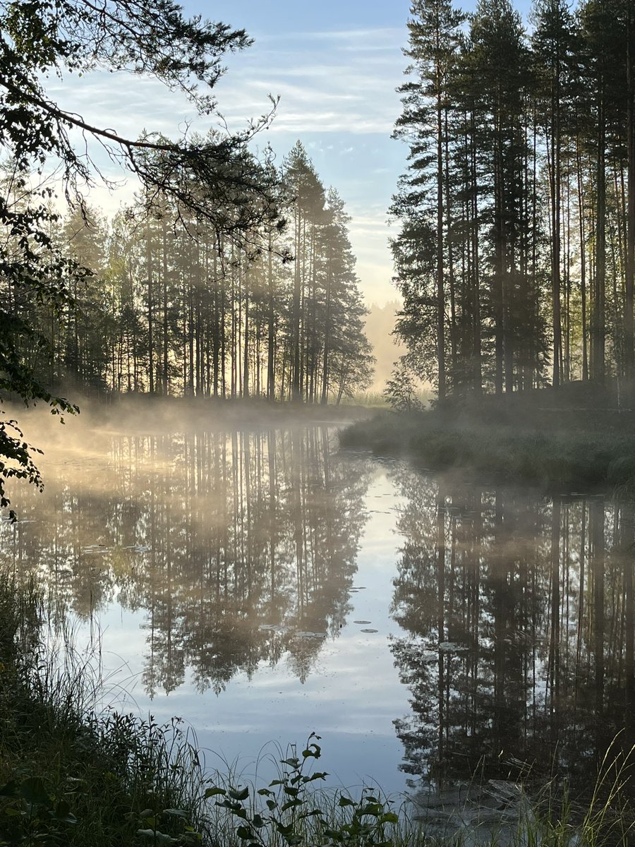 Aamu alkoi utuisena kylmän yön jälkeen. Pellolla kiljahteli kaksi kurkea ja niiden takaa livahti kettu saaliinsa kanssa. Aamupäivällä istuin hetken  terassilla: järvellä kuikkapariskunta ja norppa! Mäntypistiäisiä ropsahteli niskaan. #loma #ilo #luonto #biodiversiteetti #mökki