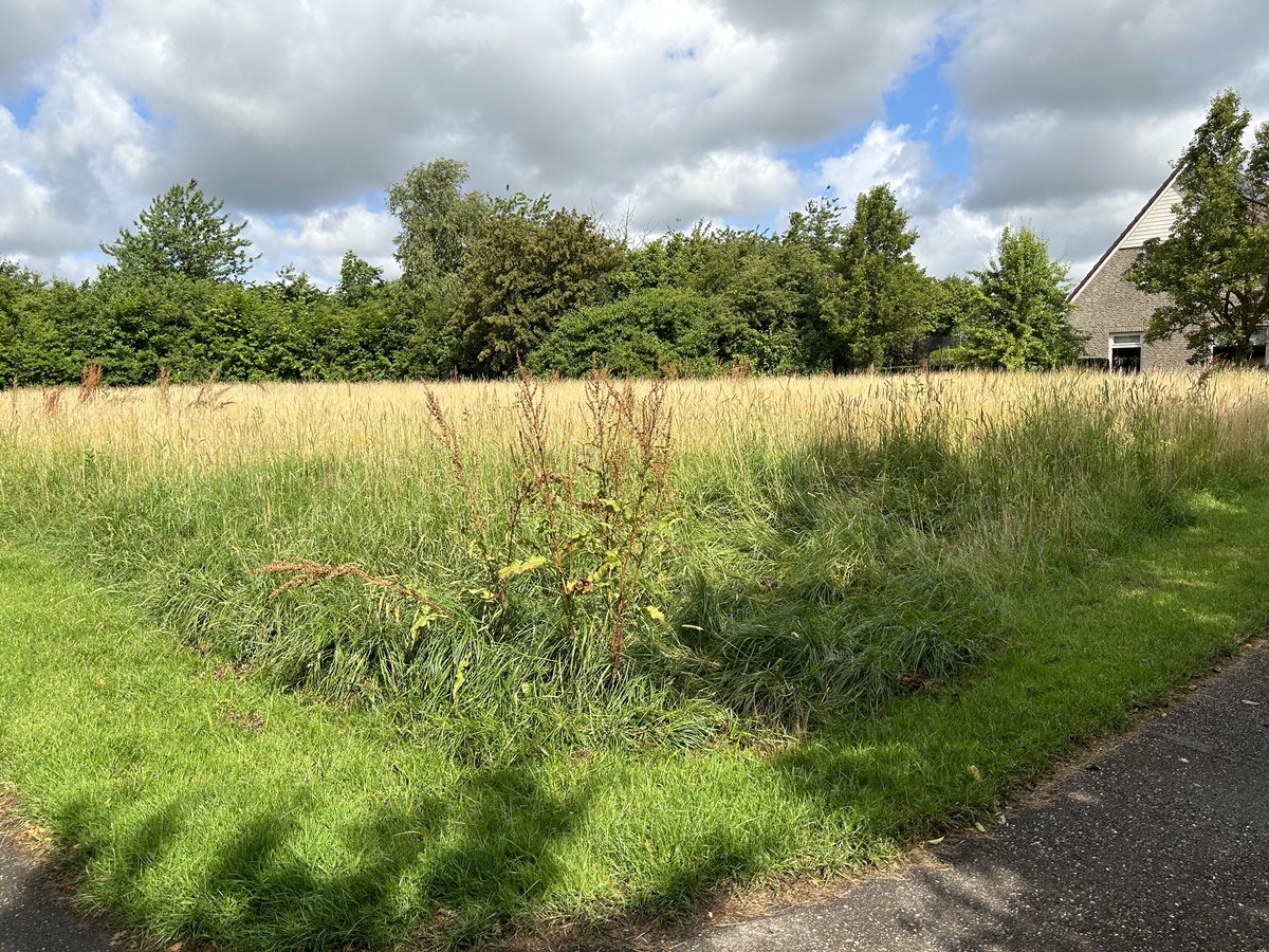 Ik denk dat de gemeente Leeuwarden het grasveldje aan het Hagedoarnpaad in Stiens al enkele maaibeurten heeft overgeslagen. ⁦<a href="/Gemeente_Lwd/">Gemeente Leeuwarden</a>⁩