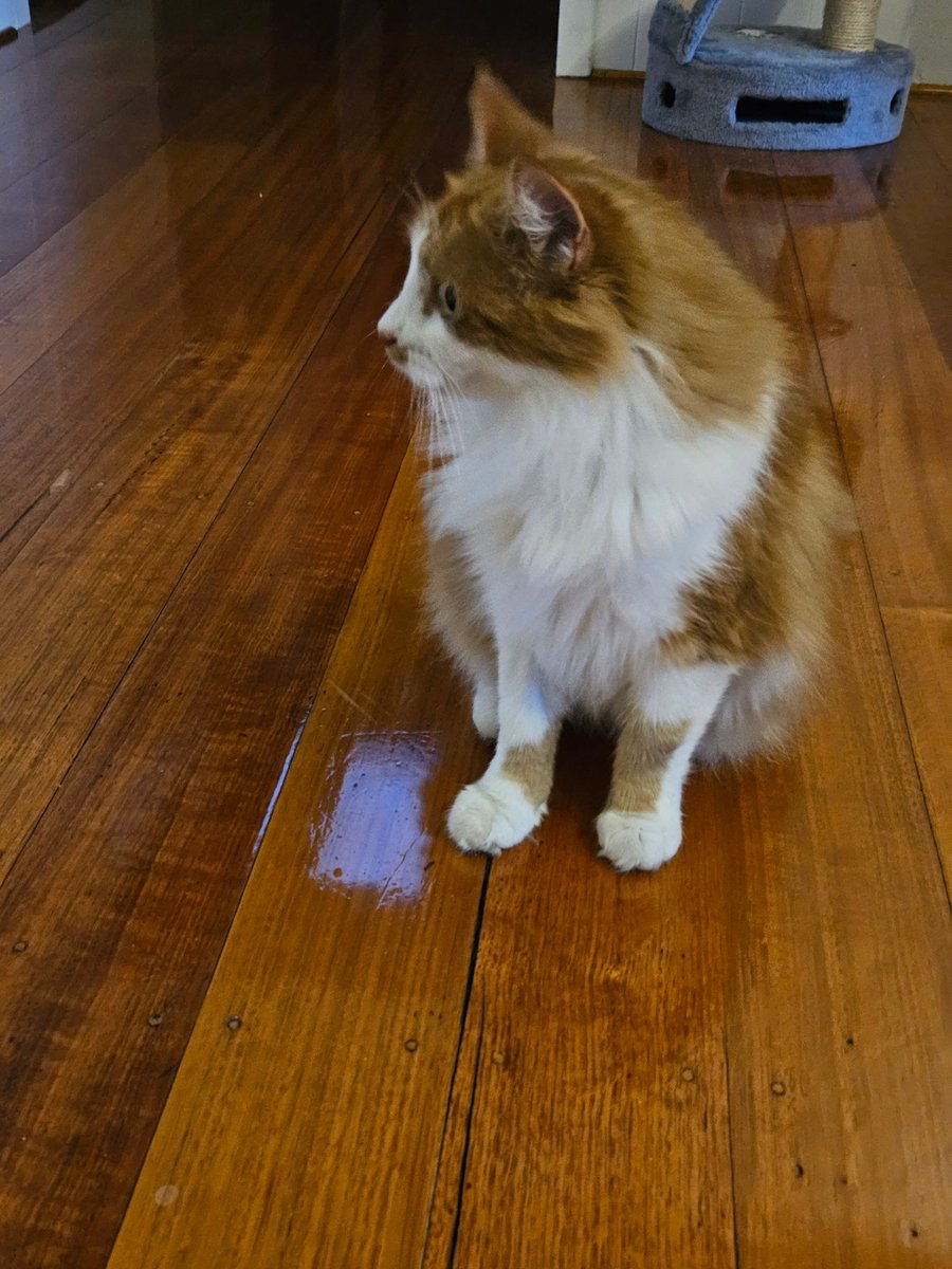 Wendy the tech writer tweet media