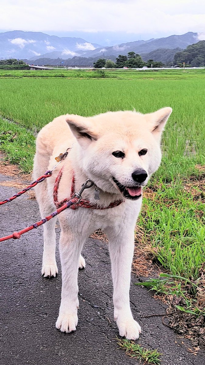 amanatsu_carin's tweet photo. ふぁぁ~い、甘夏でぇーす🥱
あ、うちの畑に完璧な虹が出たけど…
見る?
『 都会じゃ見れないよね (@_@) 』
#PerfectRainbow
#RitchieBLackmoresRainbow https://t.co/sHvaJueg9v