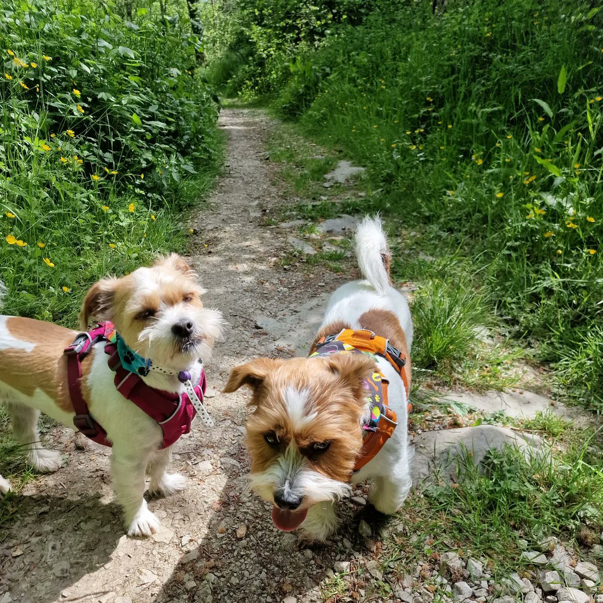 MillieandGriff tweet media