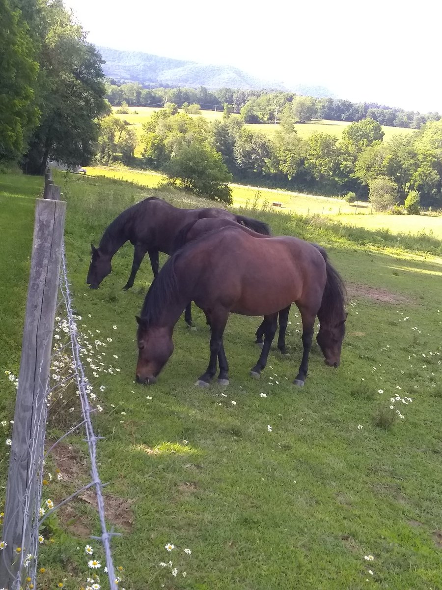 rsmcneill's tweet photo. 2-headed horse? https://t.co/aHB2Yne4an