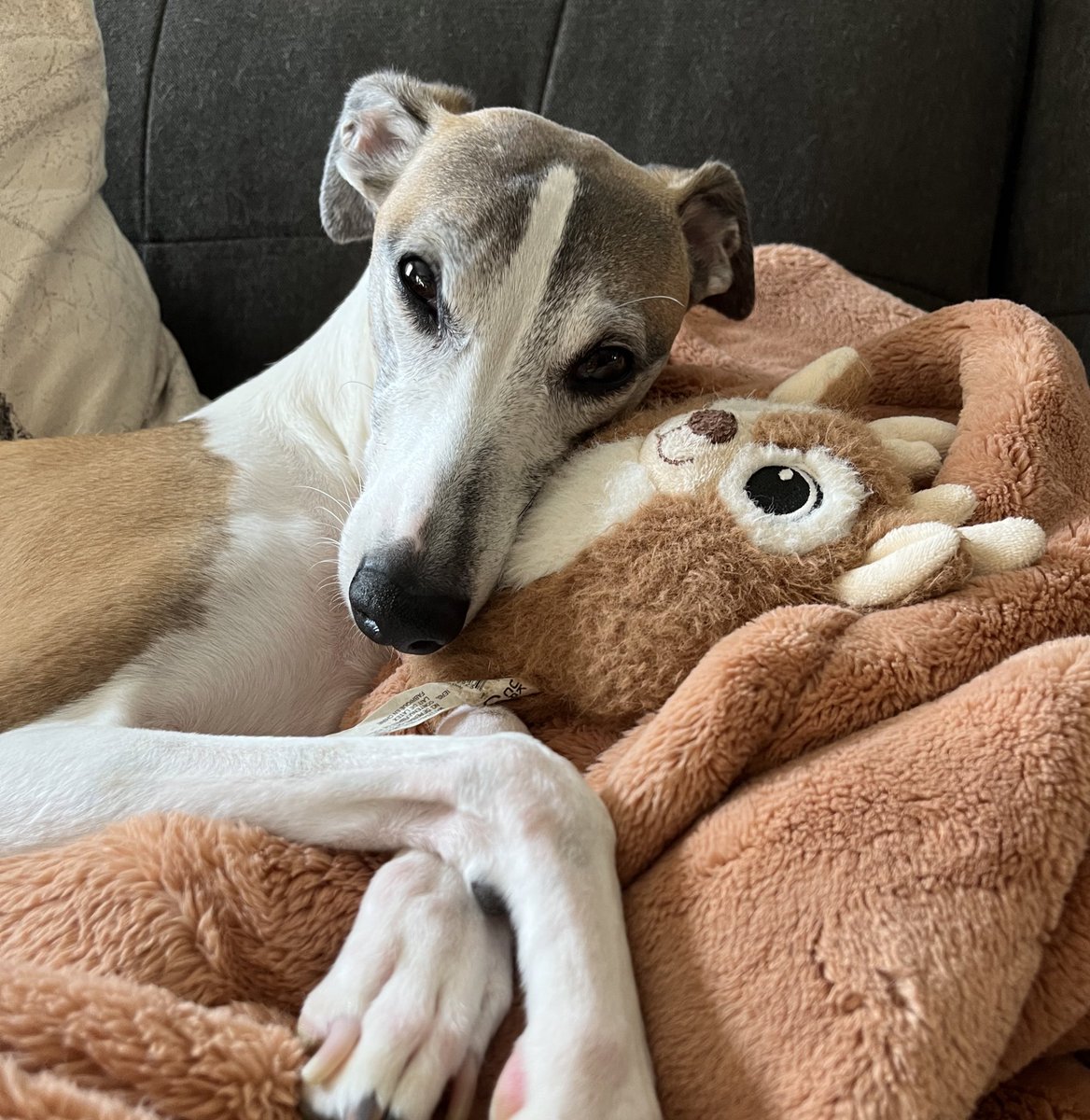 You would think that I’m trying to be this cute. 

I’m not. ☺️
#whippet #dogs #dogsoftwitter  #houndsoftwitter #sighthounds