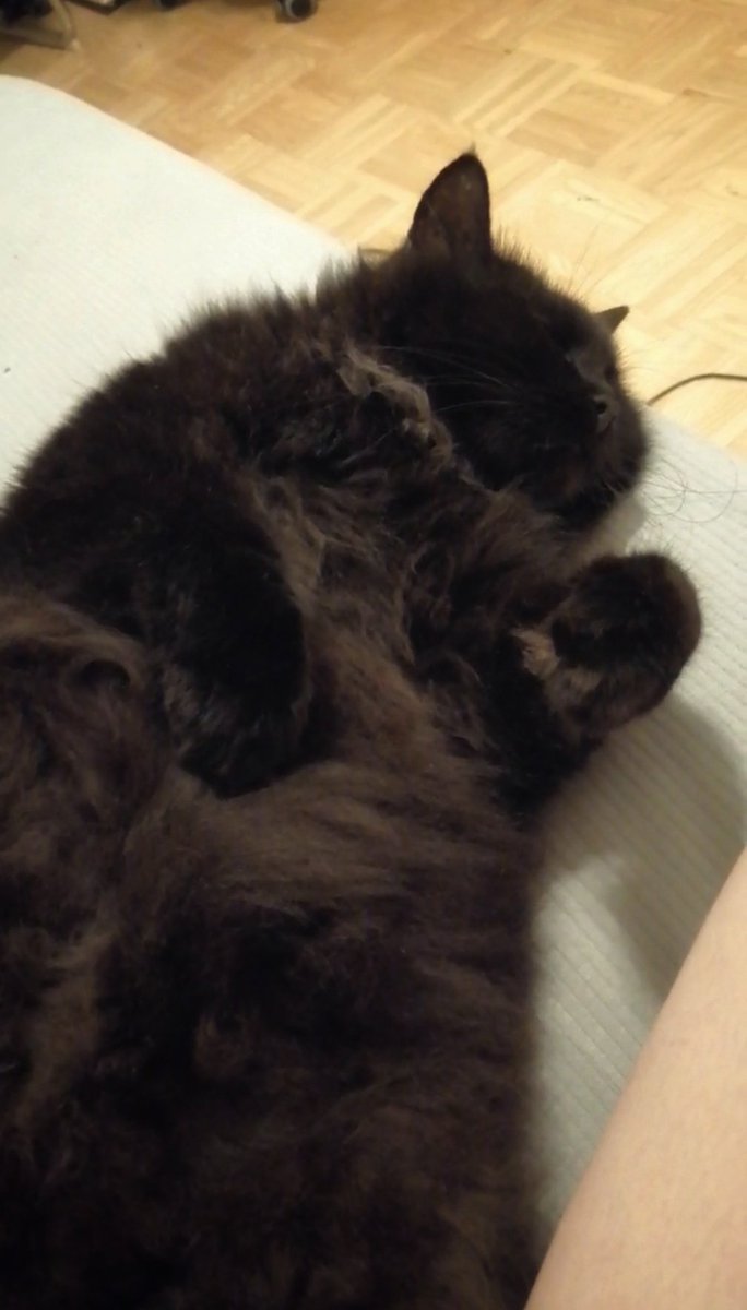 mint_y_cake's tweet photo. Behold!

Him. https://t.co/ebiVn3biDQ