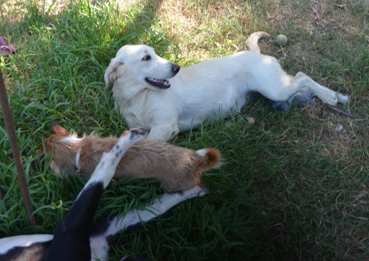 AdoptEu's tweet photo. Oxana 8 mesi cerca casa | sterilizzata. Taglia grande, abituata in casa e in passeggiata. Per info 3481720914
Grazie mille!! https://t.co/gEnpTtnHbV