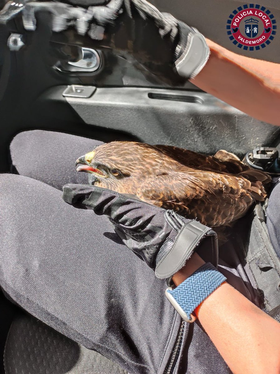 policiavaldmoro's tweet photo. 📆 #MartesMañana
📍 #RíoManzanares
Las altas temperaturas afectan también a los animales, esta águila ratonera  🦅 se encontraba débil y deshidratada en un parque.

@GREFA_Fauna se encargará de examinarla y devolverla posteriormente a su hábitat. 
#Valdemoro #WeLoveAnimals https://t.co/84039xwqYQ