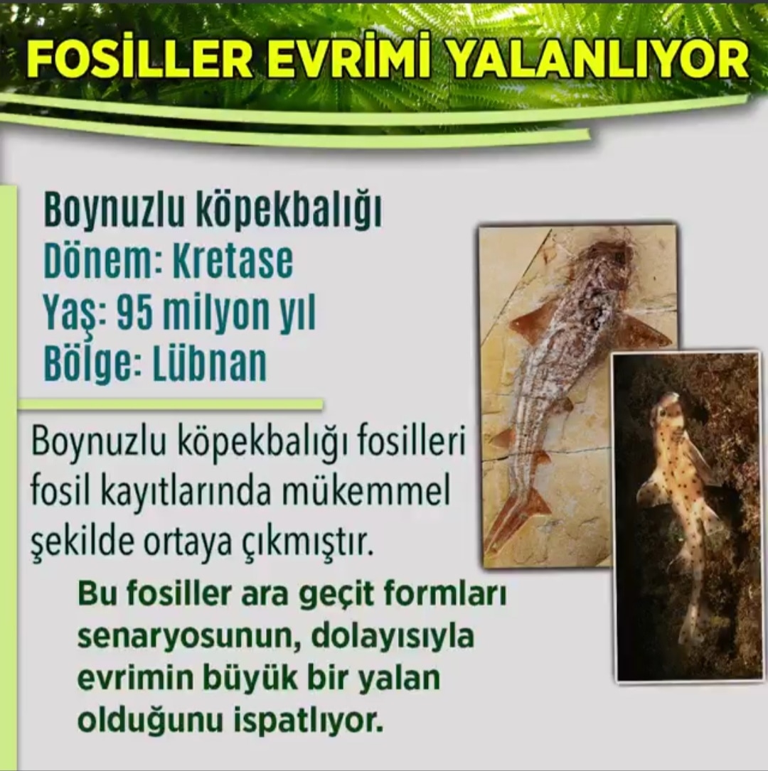 Evrim yoktur

#evrimaldatmacsı #evrimyok #evrimteorisi #bilimsel #bilim #science #imanhakikati #yaratılış 
#SrebrenicaGenocide çöp yığınları dünya lideri nato #StajÇırakMemleketMeselesi