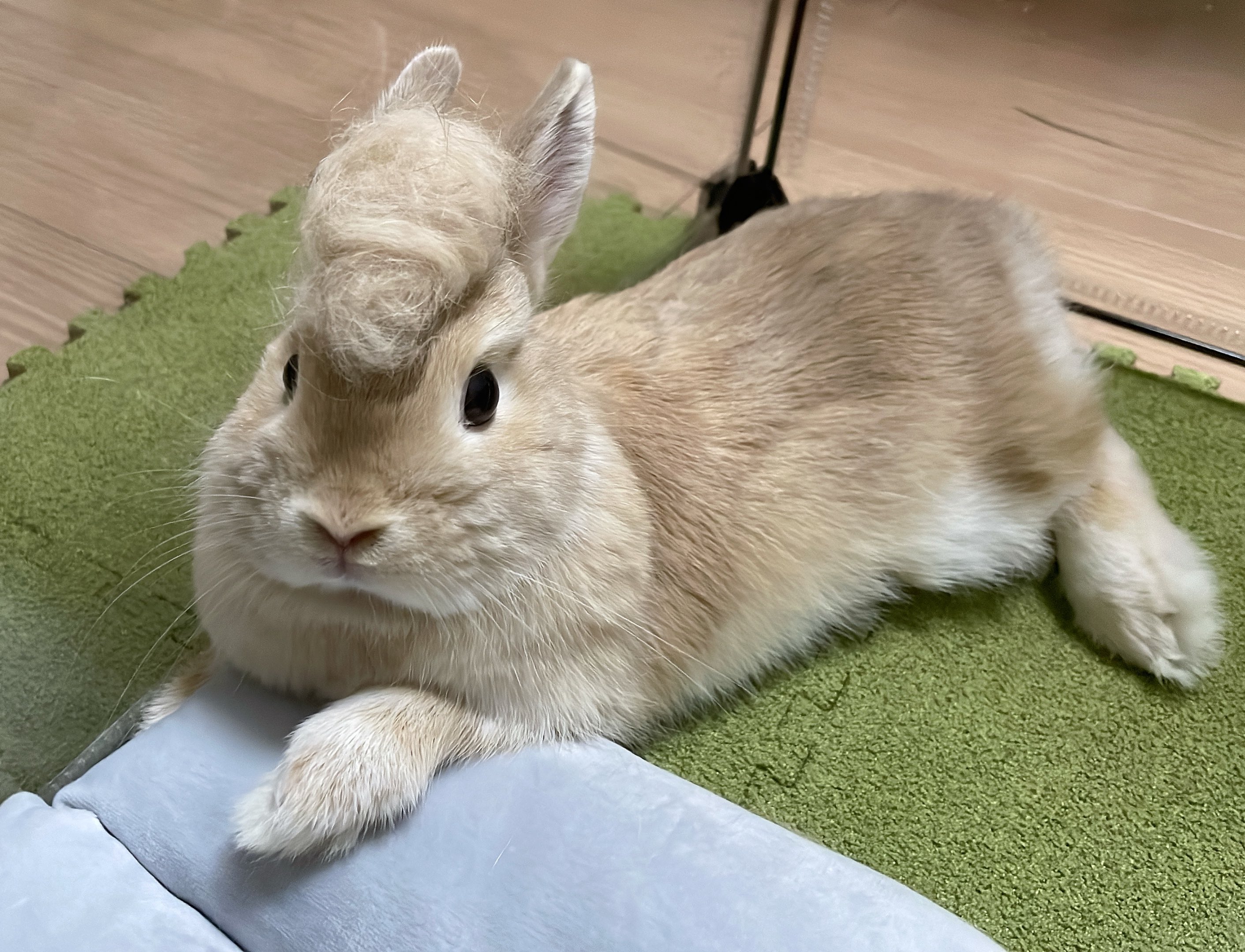 San-X すみっコぐらし うさぎのふしぎなおまじないテーマ てのり