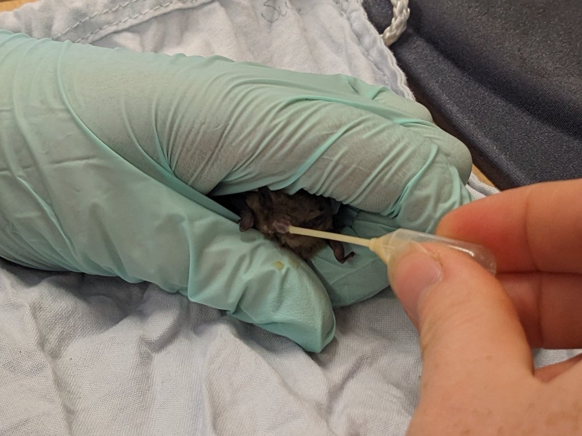 This little pipistrelle bat fell out of its roost! Thankfully rescued by the lovely people at @gooderstone_of & now in the care of our bat carers. We feed the little ones puppy milk, the closest substitute to bat milk. This one will soon be ready for some mealworms too. #BatCare