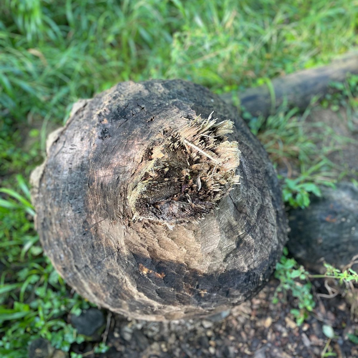 ewgjones's tweet photo. Good to get up early this morning to talk #Beavers and "listening to the land" with Lulu Urquhart, near the source of the #Somerset #Frome…
#RiverRestoration #NaturalEngineers https://t.co/hlE5oqjCcx
