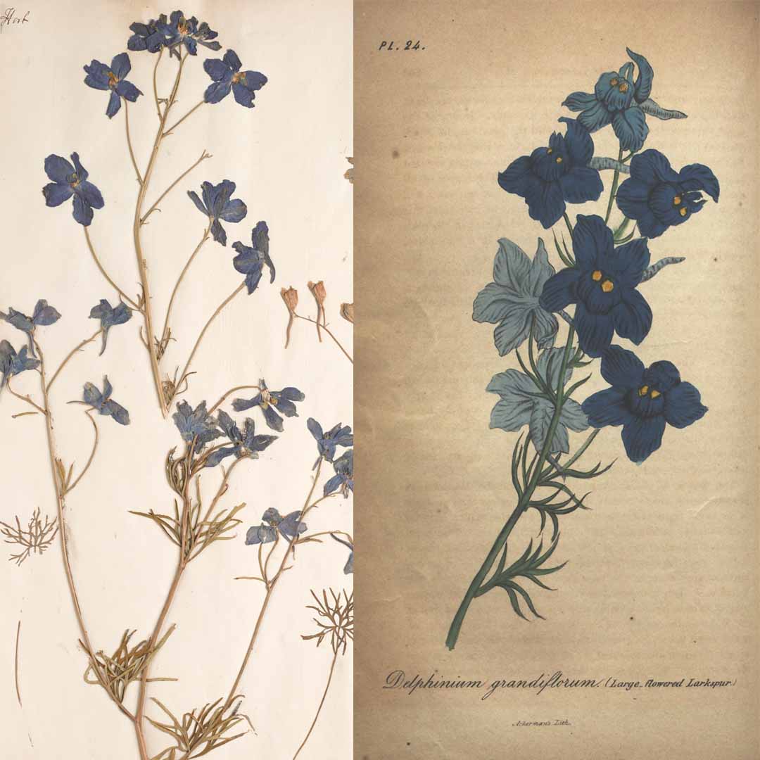 Digitising the NHM tweet media