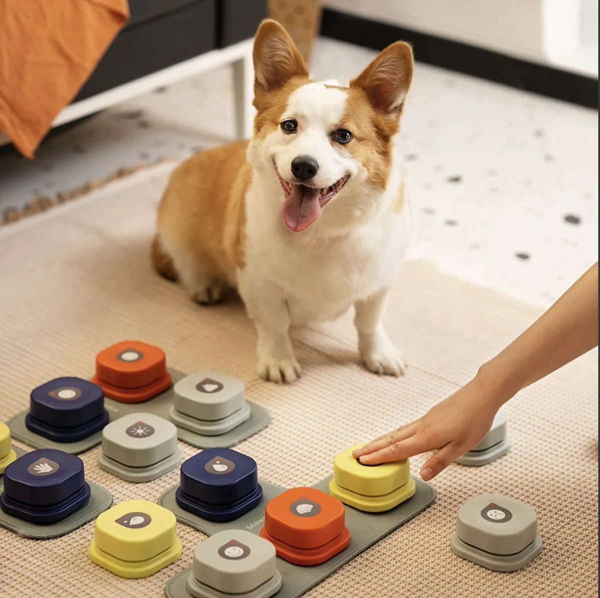 Interactive Pet Communication Training Buttons
bestpetsco.com/product/intera…
#pettalk #petcommunication #dogcommunication #dogtalk #dogplay