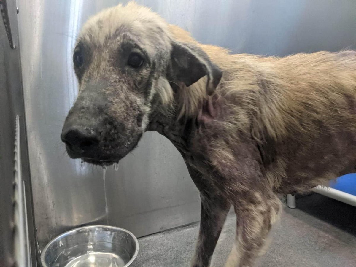 BearyHappy04's tweet photo. 😭RESCUE NEEDED 😭

Kurt A1184156 2 Yr Male
HW Negative

Kurt was found as a stray He has hair loss across his body. He was treated by medical staff &amp; will be checked for improvement
Calm &amp; gentle

#Dallas Animal Services
Email dasrescue@dallas.gov
#dogsoftwitter #Texas #TX #dfw https://t.co/GMzZvpLvo1