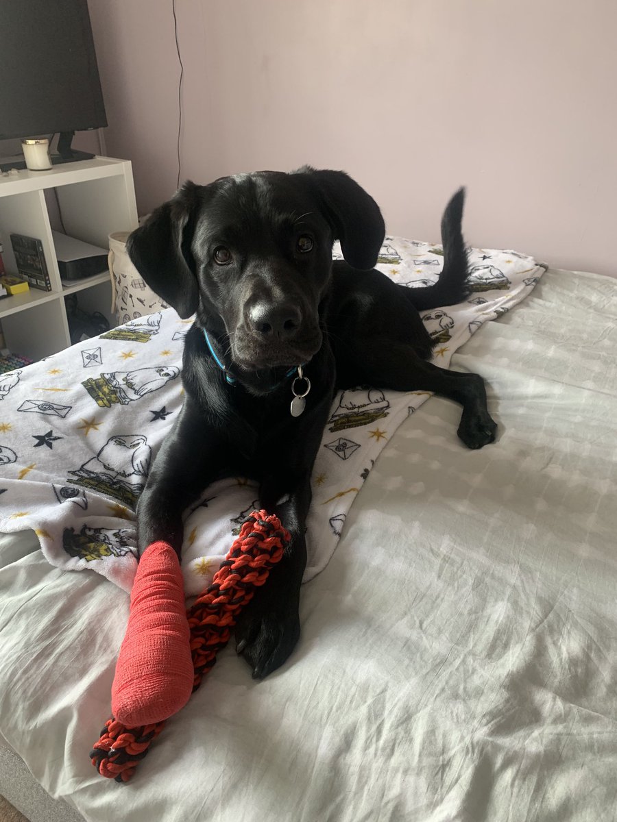 hurt my paw again 🙄