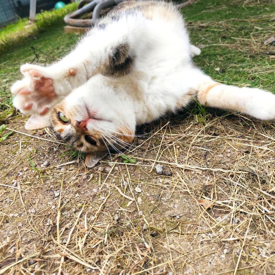 SavingStraysUK's tweet image. Honey the kennel cat limbering up for 
cat testing 😂😂🐾

Isn’t she a cutie ❤️ !!

#catsuk #rescuecat #adoptdontshop