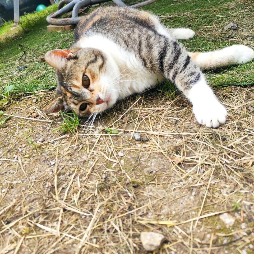 SavingStraysUK's tweet image. Honey the kennel cat limbering up for 
cat testing 😂😂🐾

Isn’t she a cutie ❤️ !!

#catsuk #rescuecat #adoptdontshop