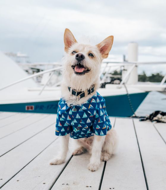 Hello and welcome to my yacht. Please leave your collars and shoes in the dock 🚤🛥

📸: @rocco_adventures

#EvolvePets #ChooseEvolve #dogonaboat