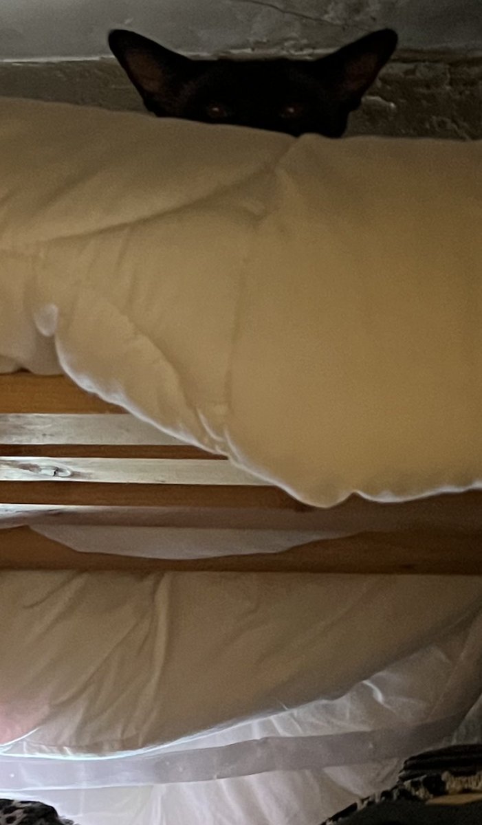 LucindasIreland's tweet image. Yes, I’m going to strangle him if I can ever get him down! #gable #mischiefmaker #siamese