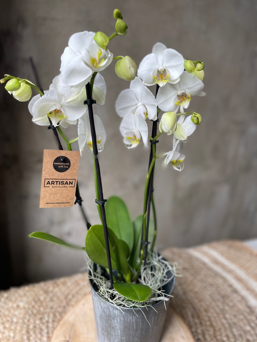 Vinetta Flower Gallery tweet media