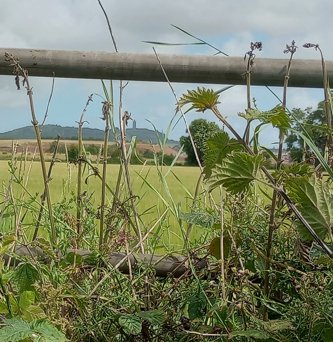 Scrabo Tower on the hill, through the gate #scrabotower #strangfordlough