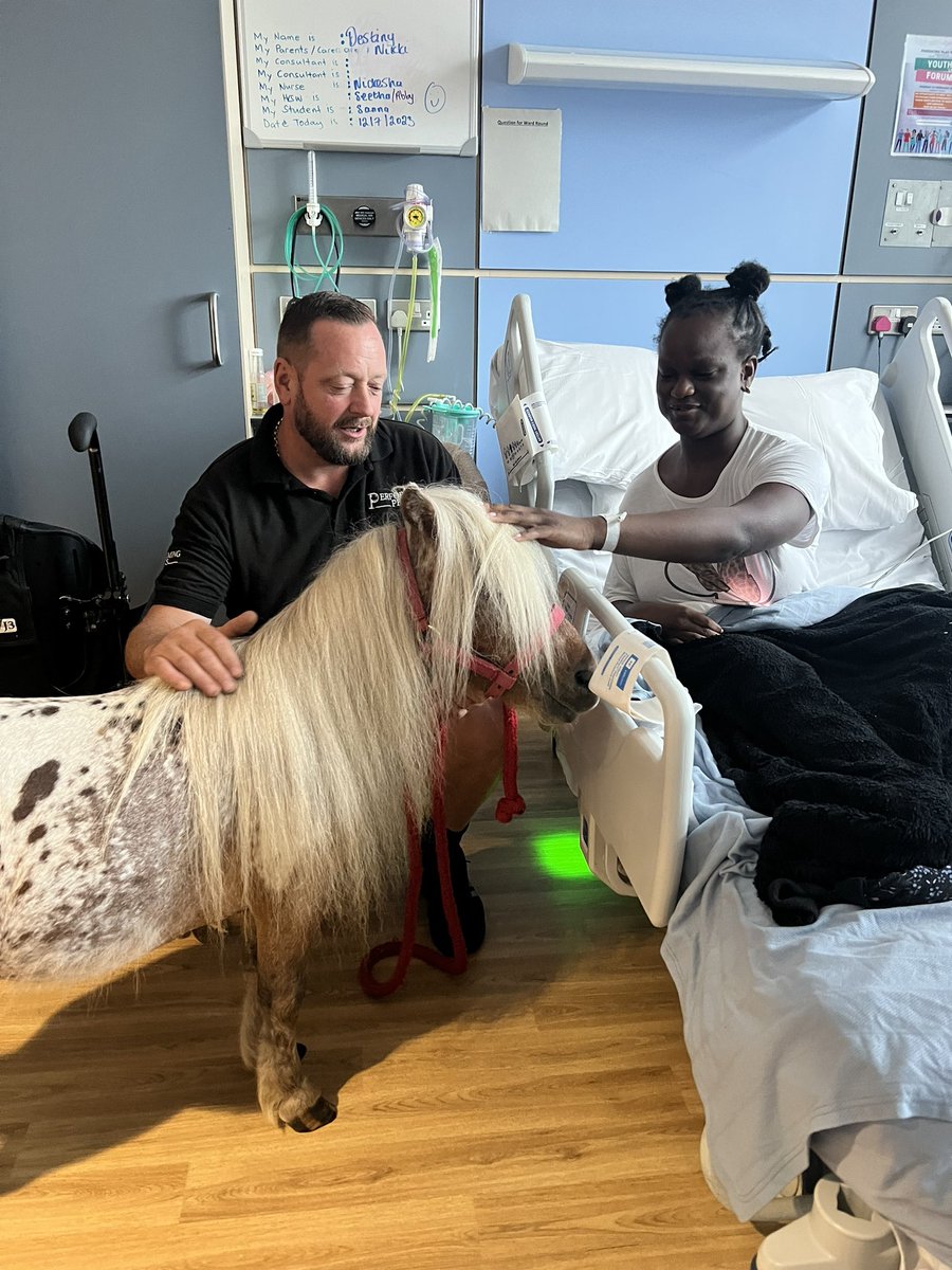 NM_Playteam's tweet photo. It was so great to seeing @performing_pets bringing in a miniature horse in to see the children on Starlight ward 🌟
Brought lots of smiles and laughter to both staff and children
#playteam #playinhospital #pettherapy #performingpets https://t.co/nrLJxJW9sy