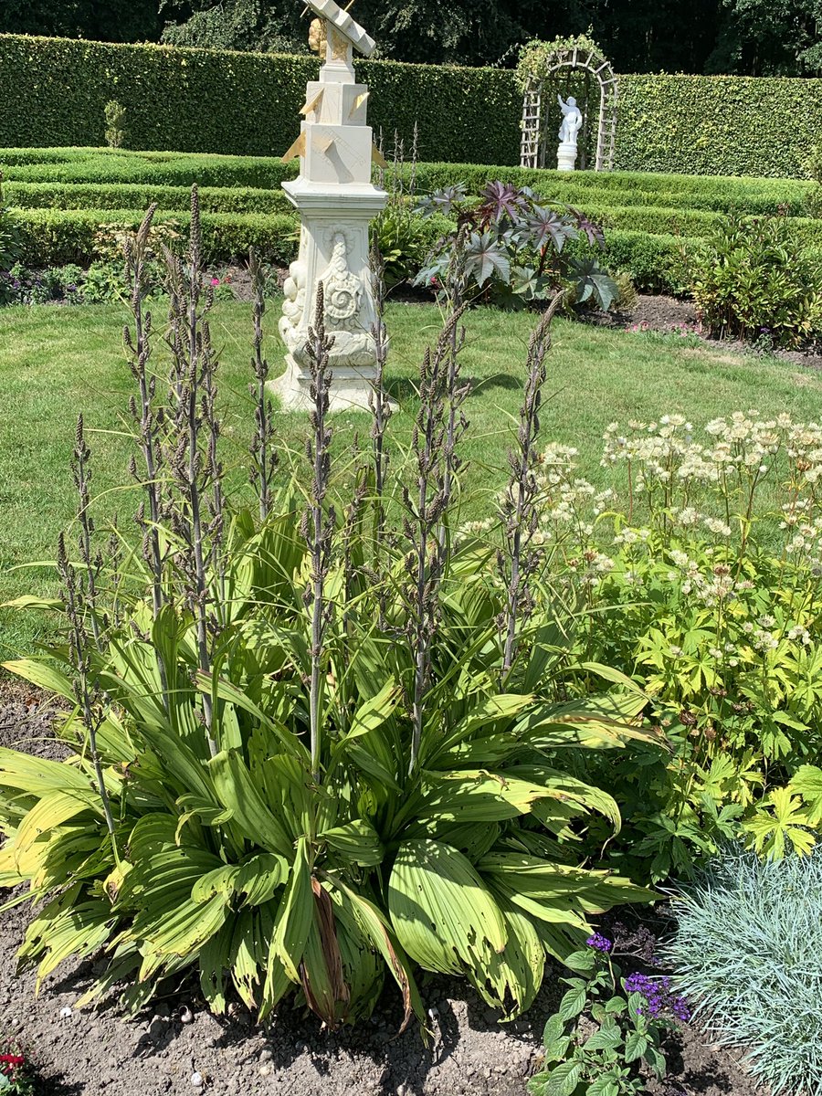 mariacggnoord's tweet photo. De #veratrum nigrum bloeit nu in de tuin van de #menkemaborg, Heel bijzonder. Helaas lusten de #slakken het blad van deze plant ook heel graag 😉 https://t.co/vyY3ymfIAP