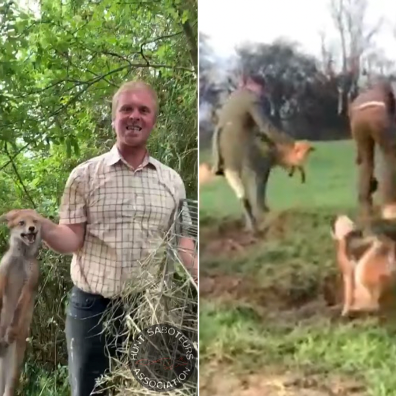 'Trail hunting' they say! These are the images the 'British Hound Sports Association' don't want the public to see. But these cowards were more than happy to film themselves torturing foxes to share in private group chats. It is 2023. This madness must end.