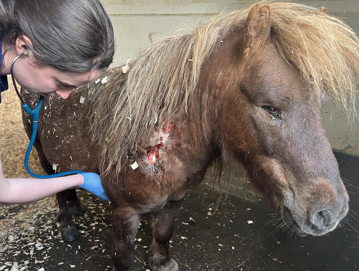 This little pony was rescued by our inspectors in early May after we received reports of an injured horse in a field. Whiskey had a bad wound on the left side of his neck which looked like a possible bite wound from other horses that were in the field with him. #horsewelfare