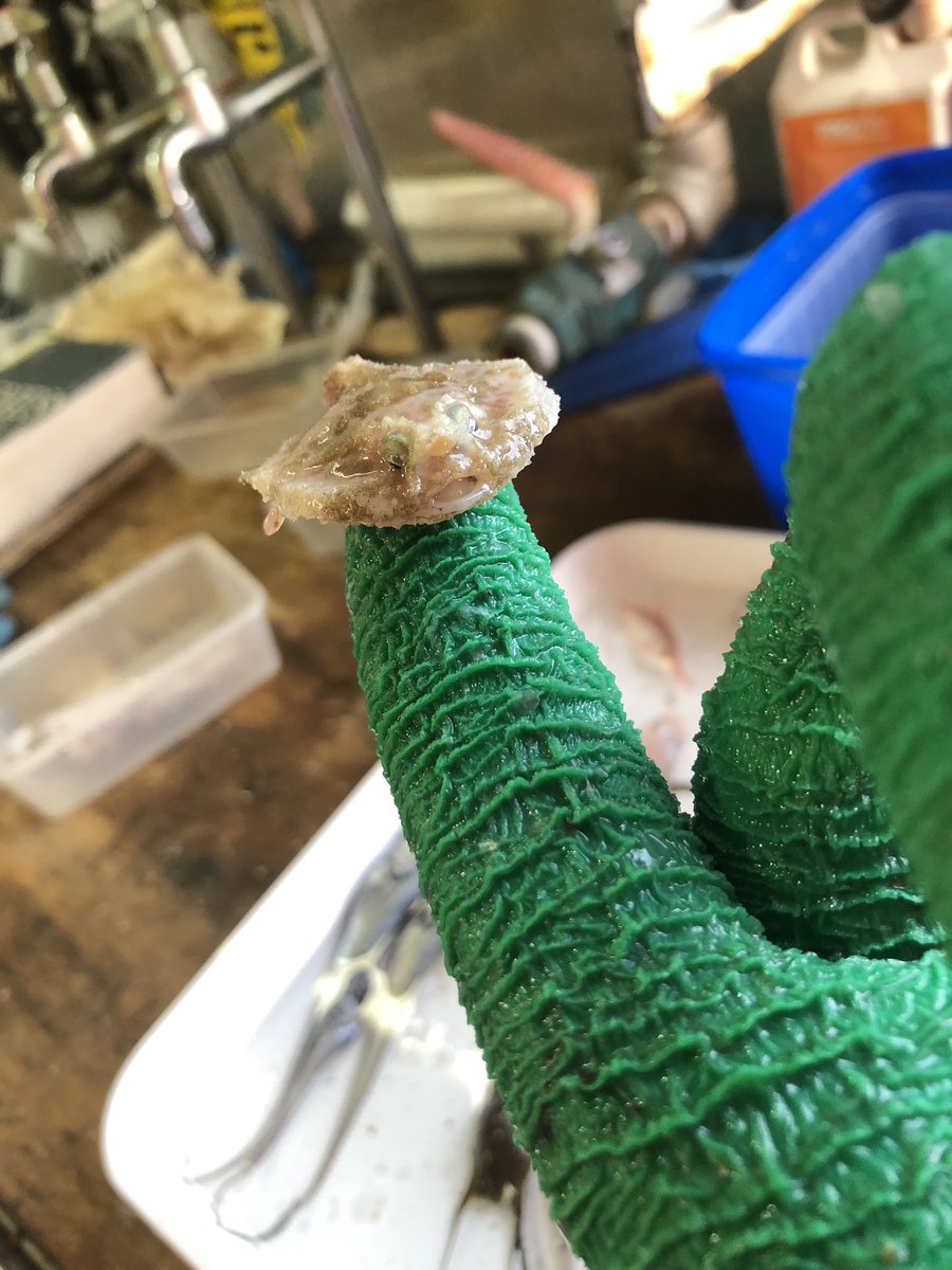 Lorne Richard Little tweet media