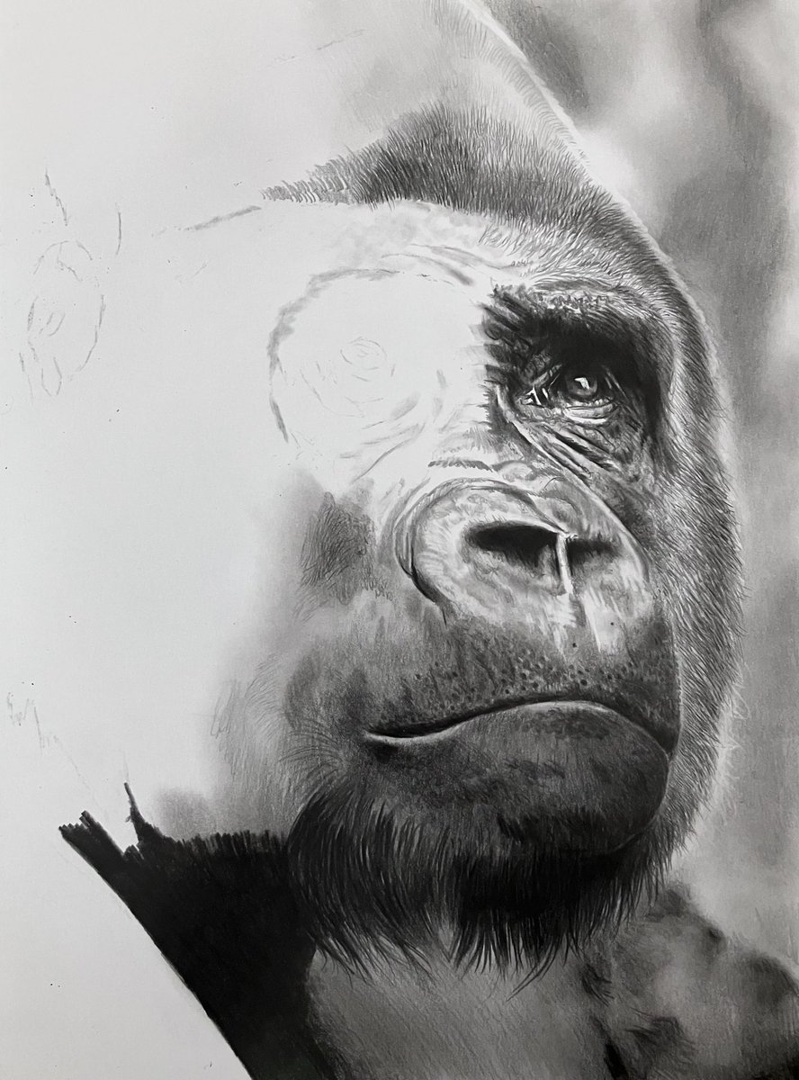 Work in progress, coming together fast!! Hope everyones well 🙂.
#art #pencil #drawing #drawingart #artwork #realism #wipart #artwip #illustration #wildlifeart #artist #staedtler #fabercastell #realismart #graphitepencils #gorilla #twitterart #draw #artwork