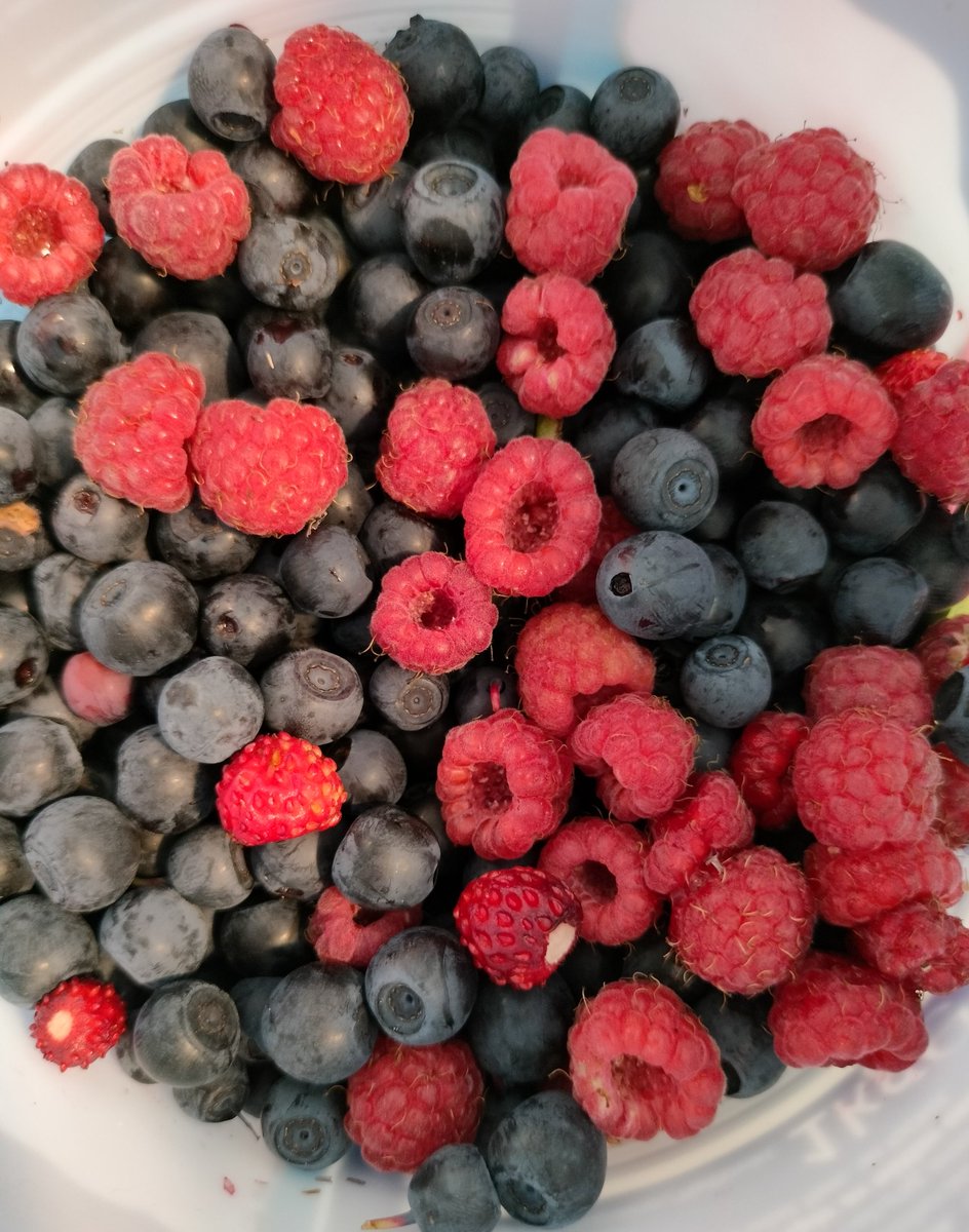 EsmaelJr_'s tweet photo. Went frolicking in to the woods and came back with a snack https://t.co/XxI381yVXa