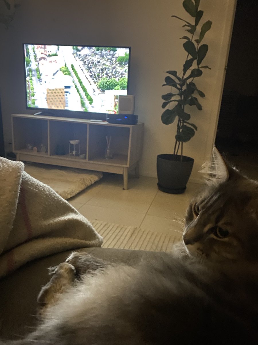 planet_ranger's tweet image. Sage’s 3rd TDF #tourcat #couchpeleton #sbstdf