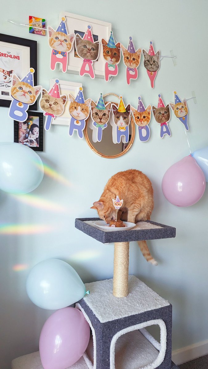 BeansonLoaf's tweet photo. Happy 10th Birthday to our bestest boy Teddy 😻🎈🎂 https://t.co/IGlVS0icu7