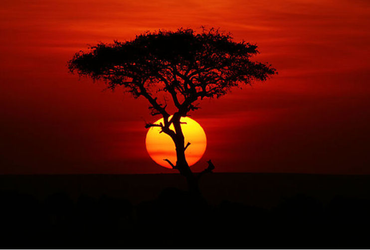 AfricaGuide_com's tweet photo. Have to share this stunning photo 
"Sunset in the Masai Mara"  photographer Paul Smith 
https://t.co/6a8ILmKmVH
#photo #africa #kenya #masaimara #sunsets #traveling #safari #africaguide https://t.co/lSAux0bv9S