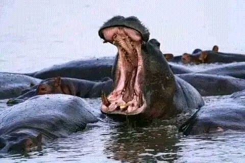 ExcitingClassic's tweet photo. Lake Naivasha is one of the most popular ways to get close with wildlife adventure on safari in Kenya,boat  safaris and  nature walk @only crescent island game sanctuary 
#wildlifephotography #exploreafrica #safariphotography #naivashakenya #boatriding #BirdWatchingParadise https://t.co/0xibl7Bfgn