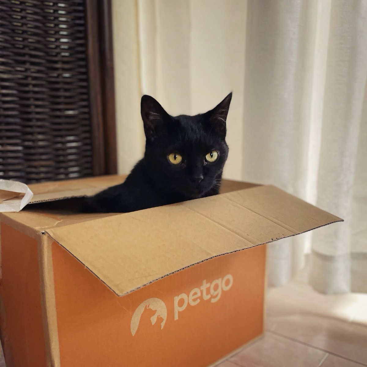 Nyanco_TV's tweet photo. それキャットフードの箱〜！📦
.
#猫 #ネコ #ねこ #にゃんこ #黒猫 #クロネコ #ねこすたぐらむ #ふわもこ部 #保護猫 #にゃんだふるらいふ #もふもふ #cat #cats #blackcat #blackcats #ilovecats #catstagram #meaw https://t.co/ApMKOGrJSx