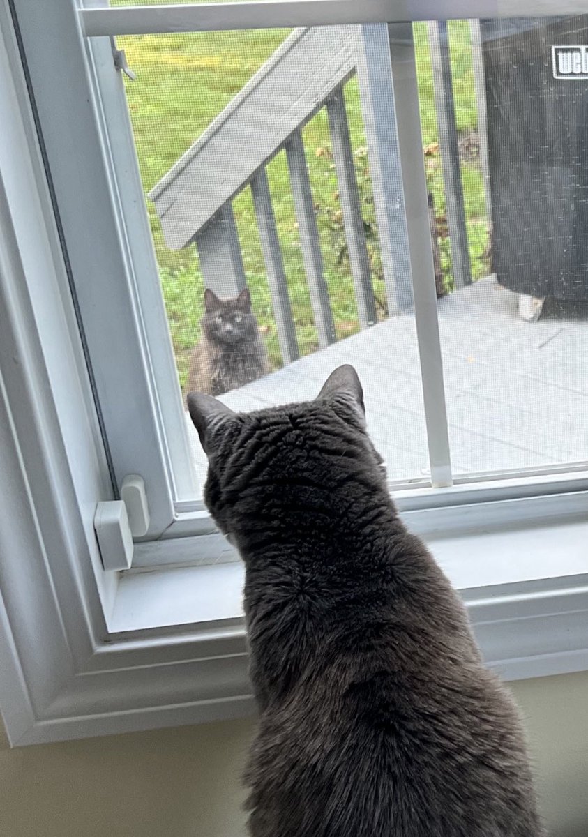 My cat used to hiss at other cats and kill bugs on the spot … but now she meows loudly for me to come deal with the intruders for her.  What will she demand from me next? A living wage? Student loan forgiveness?! It’s getting out of control.