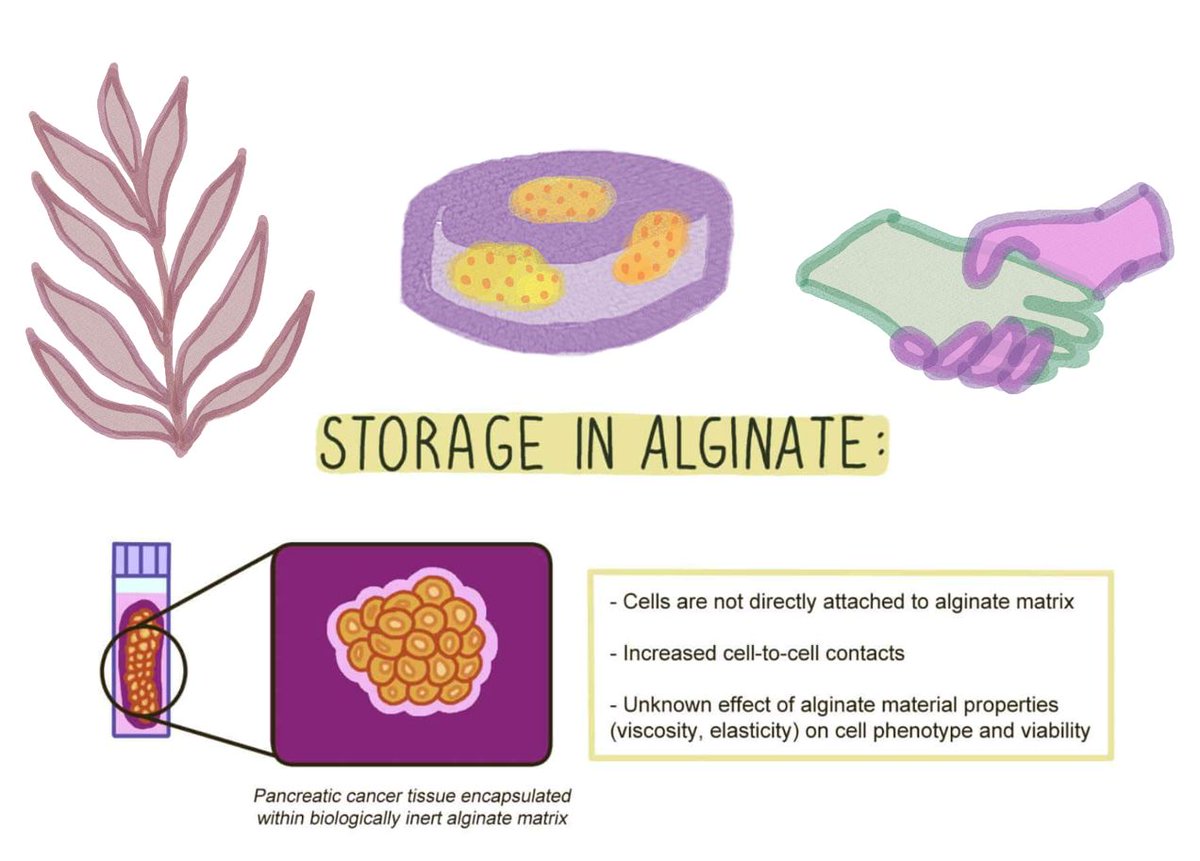 3. Alginate, a seaweed-derived bioinert hydrogel, can be used for short-term ambient storage of cells and tissues. In my PhD, I study whether it works for pancreatic cancer samples and what mechanical properties of alginate are best for this shipping.#lifetimeTC2023 <a href="/AtelerixLtd/">Atelerix</a>