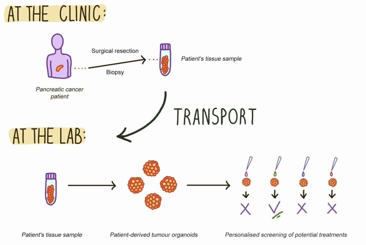 1. Engineering encapsulation materials to preserve biopsy material #lifETIMETC23 
Despite decades of research, pancreatic cancer survival is still extremely low. We can use biopsies to establish patient-derived models &amp; find the most promising drug treatment for the individual.