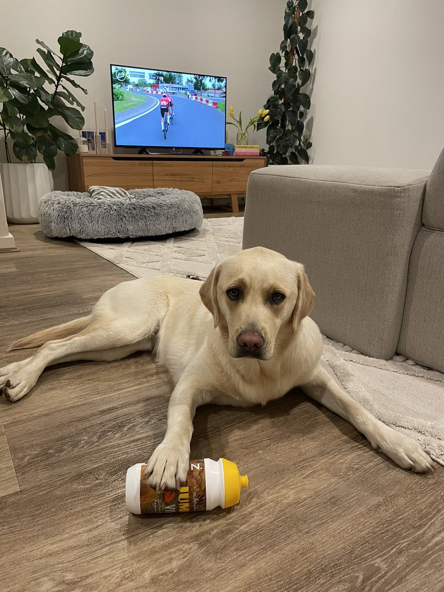 We go again. Bobbi pulling out all the stops to get a feature on the <a href="/SBSSportau/">SBS Sport</a> #SBSTdF coverage. Supporting <a href="/JumboVismaRoad/">DavidRRCegg</a> tonight! #TourDog #CouchPeloton