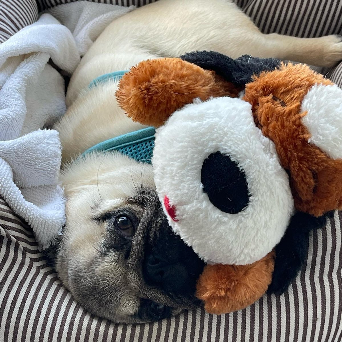 Snug as a pug in a rug. 😊⁠
⁠
📷 @heylittlenemo ⁠
⁠
#dog #dogs