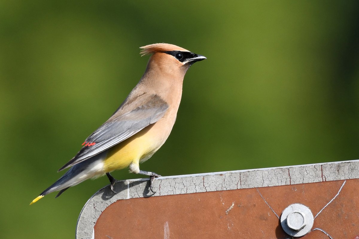 USFWS's tweet photo. The cedar waxwing

Pros: Sleek, stylish and able to fly
Cons: Sometimes gets drunk off fermented berries

📷 Grayson Smith/USFWS https://t.co/LLjcxjRVjd
