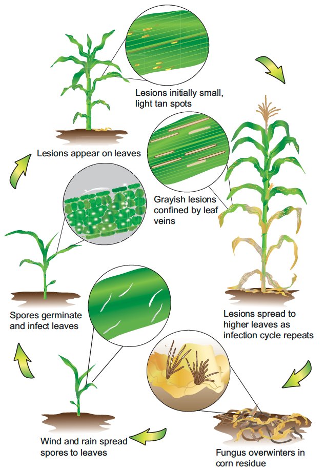 Crop Protection Network (@cropnetwork) on Twitter photo Gray leaf spot disease cycle. This disease reduced corn yield by more than 19 million bu in 2022.
Resistant plants and foliar fungicides are available for management. Ask local Extension for more info.
<a href="/tjcksn/">Tamra Jackson-Ziems</a> <a href="/NDSUcerealpath/">Andrew Friskop</a> <a href="/maddishires/">Maddi Shires</a> <a href="/MandyBish1/">Mandy Bish</a> <a href="/rodrigobonofre/">Rodrigo Onofre</a> Gray leaf spot disease cycle. This disease reduced corn yield by more than 19 million bu in 2022.
Resistant plants and foliar fungicides are available for management. Ask local Extension for more info.
<a href="/tjcksn/">Tamra Jackson-Ziems</a> <a href="/NDSUcerealpath/">Andrew Friskop</a> <a href="/maddishires/">Maddi Shires</a> <a href="/MandyBish1/">Mandy Bish</a> <a href="/rodrigobonofre/">Rodrigo Onofre</a>