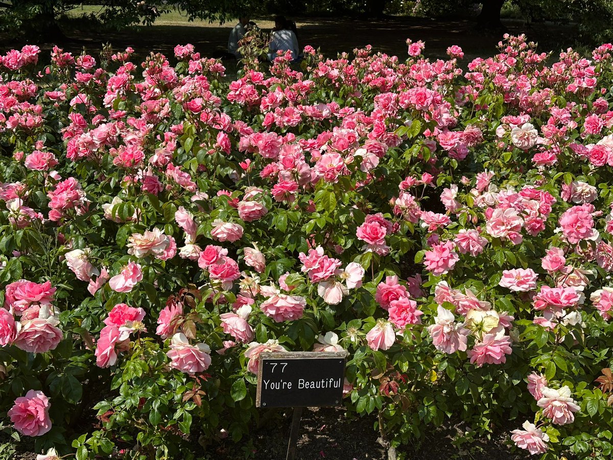 Queen Mary's Garden largest collection of roses