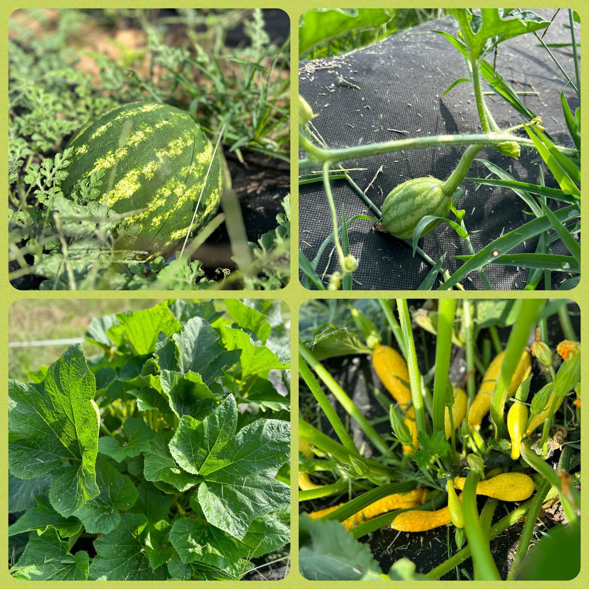 UGE_HCS's tweet photo. Huge thanks to Paul @HomeDepotFound for continuing to build out our student-designed animal 🏠, and a shout out to all our Panther families &amp; Summer Bridge kids who have tended the gardens and animals over the summer! 🐷🐐🌱
#InTheGrove #unitymakesusgreat https://t.co/99qiUAr1Nu