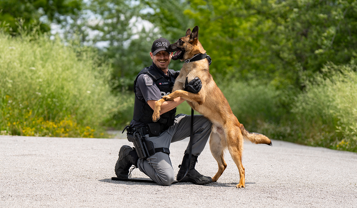 Clap your paws for a pair of recent graduates! 🐾🎓

Police Service Dogs Pablo and Kilo reporting for duty with Constables Woods and Disch this week after sharpening their senses at <a href="/YRP/">York Regional Police</a> canine training.

Stay on the right side of the law and they will be your best friend, too!