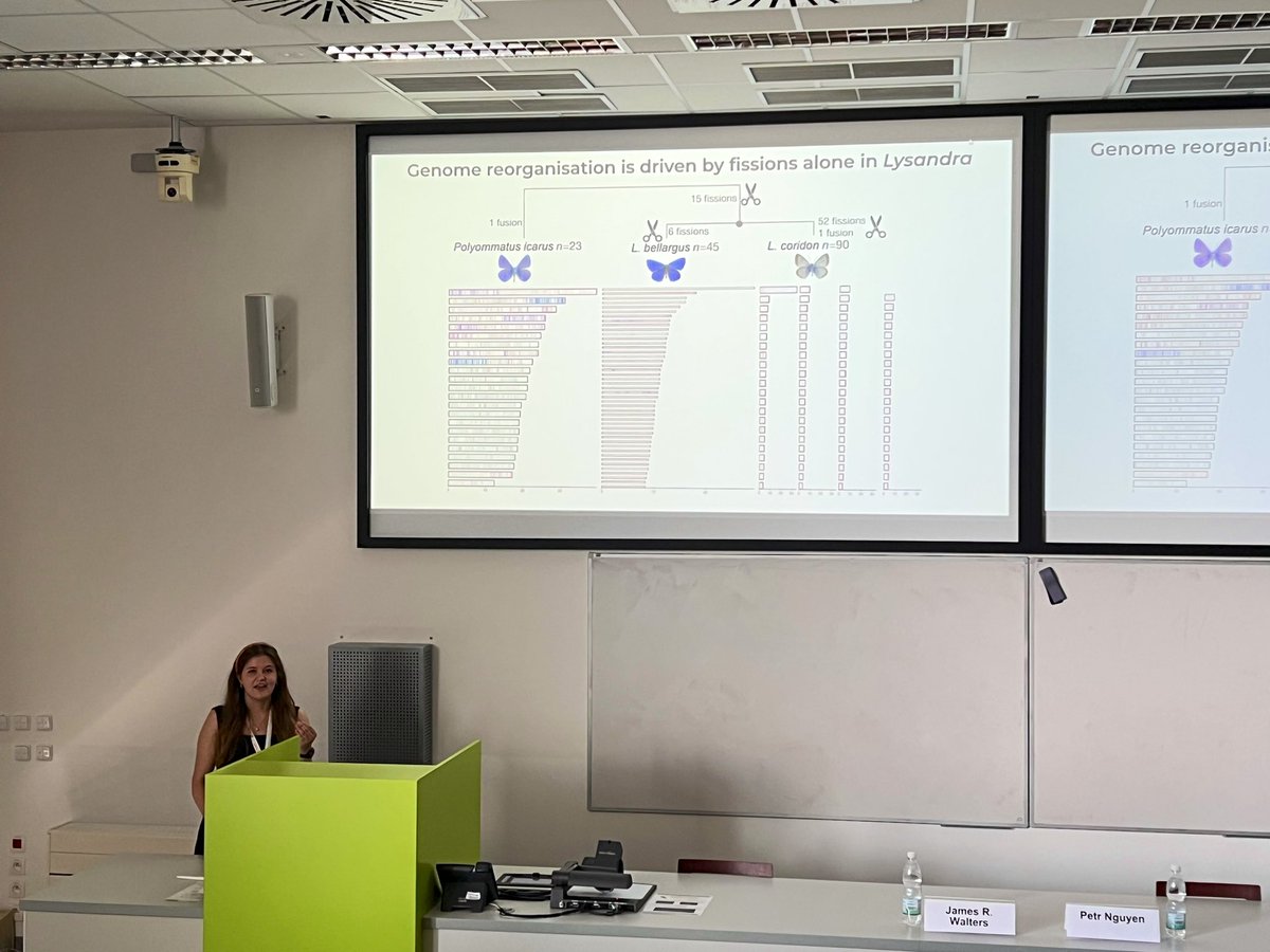 MichalBartak2's tweet photo. @CharJWright opened the Genome  structure and evolution session at #bob2023 by a wonderful keynote talk about Chromosome evolution in Lepidoptera. https://t.co/bDhuXvGhO4